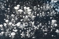 Figures dans la glace