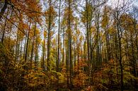 Forêt d'automne par Meint Brookman Aperçu