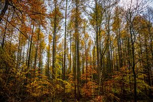 Forêt d'automne