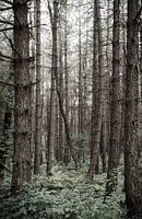 wooded