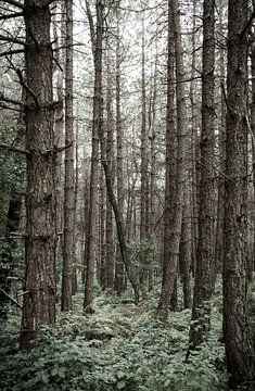 bewaldet von Marco Jansen