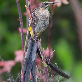 Der Zuckervogel von Kirstenbosch von Lex van Doorn
