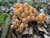 Paddestoelen