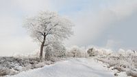 Sneeuwlandschap van Alied Kreijkes-van De Belt thumbnail