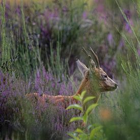 Reebok tussen heide van KCleBlanc Photography