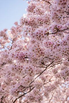 Japanse kersenbloesems (Sakura) van Bianca Kramer