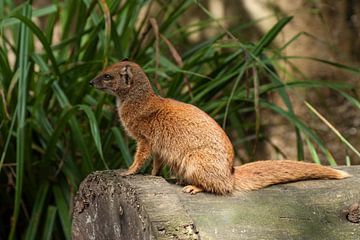 Cosmongoose : Tierpark Amersfoort von Loek Lobel