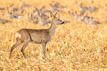 Chevreuil se nourrissant dans un champ en automne sur Sjoerd van der Wal Photographie
