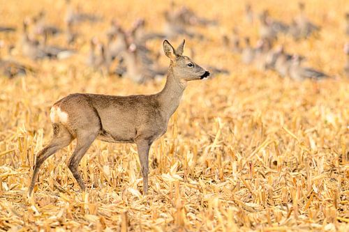 Rehwild bei der Herbstfütterung in einem Feld von Sjoerd van der Wal Fotografie