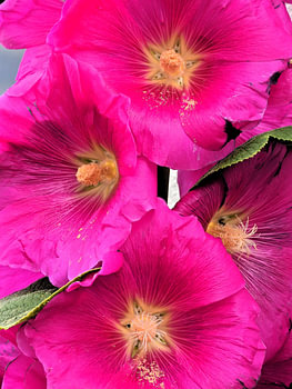 Hollyhocks in full bloom