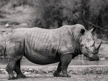 White rhino in black and white by Bouke Lolkema