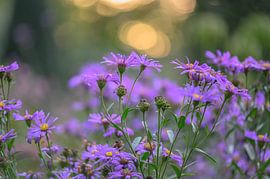 flowers part 26 by Tania Perneel