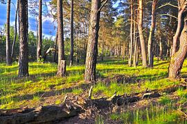 Bright evening light in the spring-like pine forest