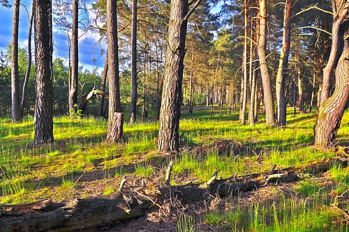 Bright evening light in the spring-like pine forest