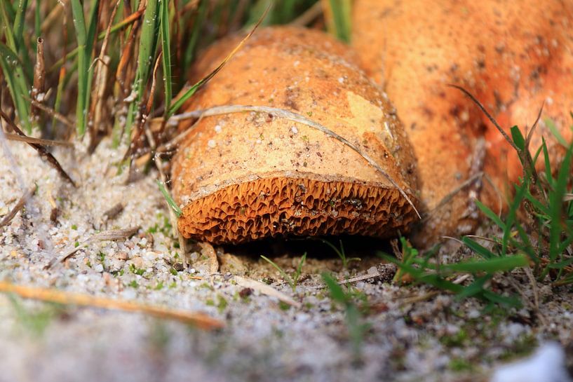 Paddenstoel boleet van Bobsphotography