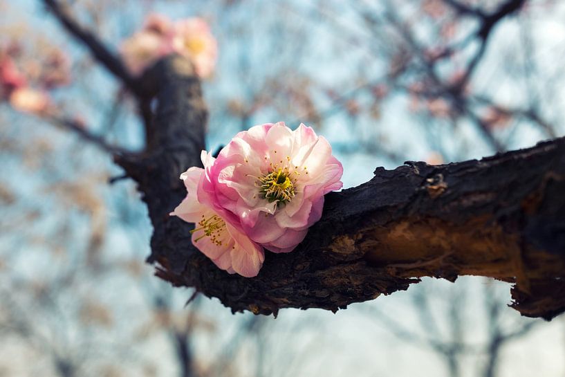 Schöne Blüte im Frühling von Chi