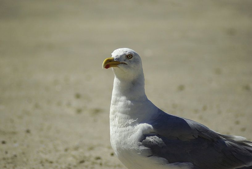 Seagulls #4 by Norbert Sülzner
