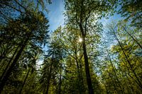 Tall trees