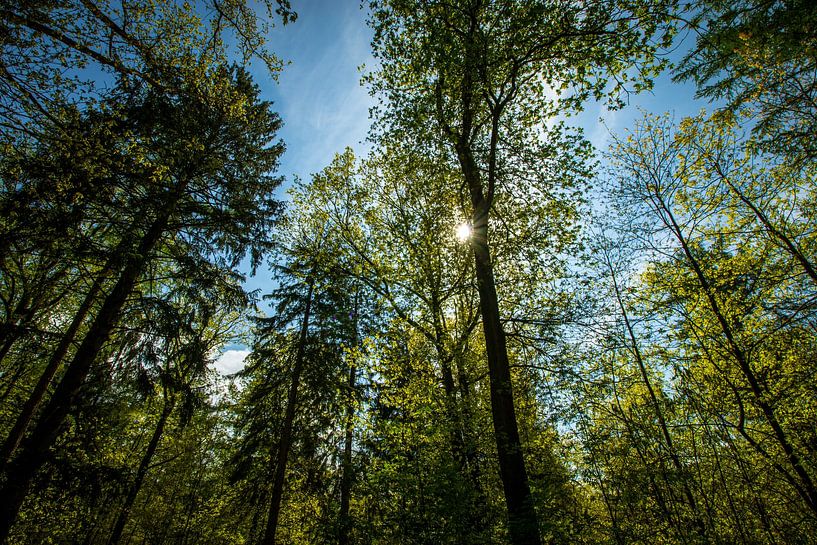 Tall trees by Kimberley van Eck