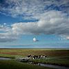 Koeien in de kwelders (vierkante versie) van Bo Scheeringa Photography