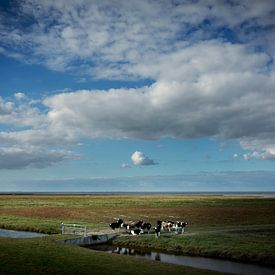 Cows in the salt marshes (square version) by Bo Scheeringa Photography