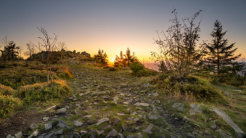 Observatoire des loups dans le Harz