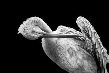 the bowing Pelican by Maarten Mensink