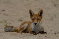 Young fox in the sand