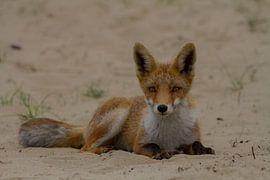 Young fox in the sand by Wesley Klijnstra