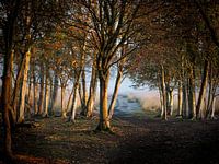 Door de bomen