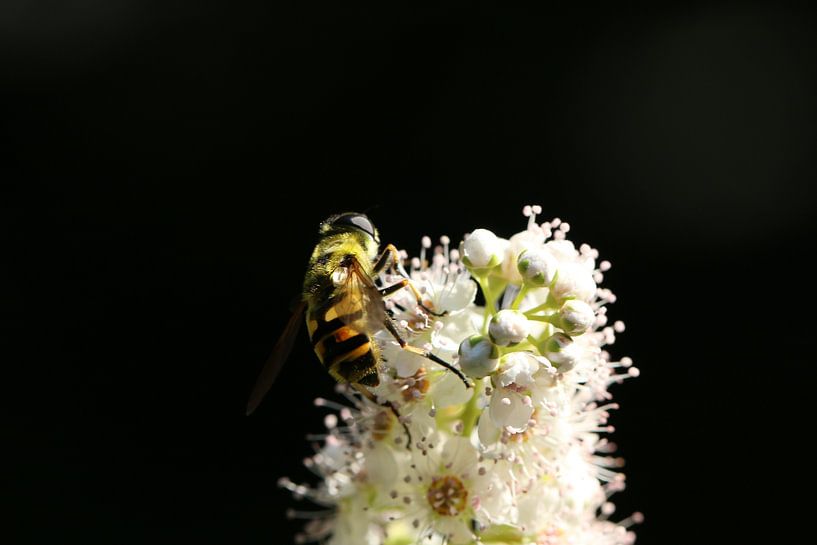 Bij op witte bloem. by Marc de Vries