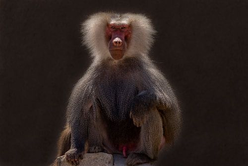 Mantelbaviaan, (Papio hamadryas)