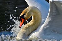 Mute Swan