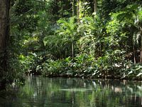 Jamaica nature
