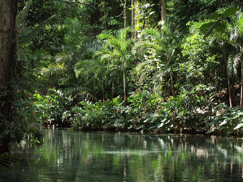 Jamaïque nature par Annie Lausberg-Pater