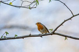 Redbreast sitting on a branch by Martin Steiner