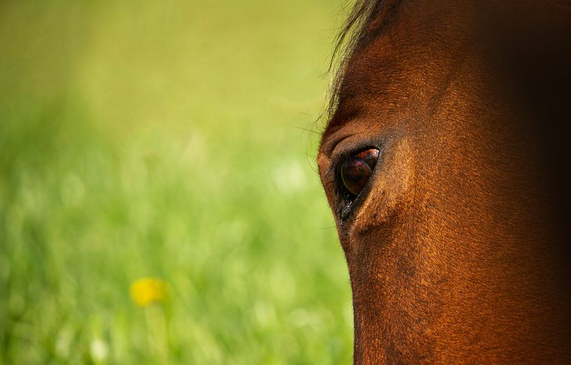 Cheval dans la prairie par Kim Reuvekamp
