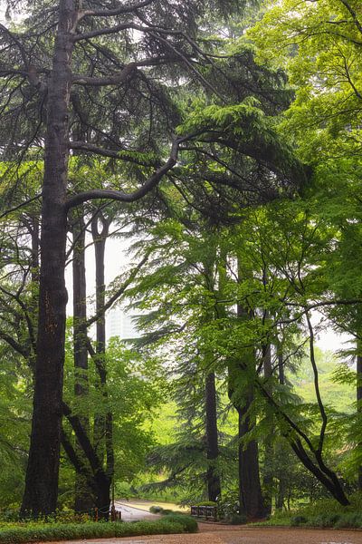 Shinjuku Gyoen National Garden (Japan) by Marcel Kerdijk