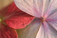 Hortensia