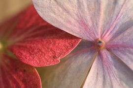 Hortensia sur Foto Goof
