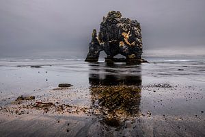 Hvítserkur, der Dinosaurier von Island von Gerry van Roosmalen