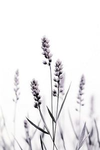 Wild Lavender von Treechild