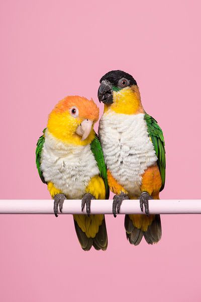 Caique papegaaitjes van Elles Rijsdijk