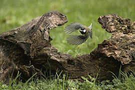 gerade noch rechtzeitig von kees wolthoorn