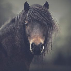 handsome pony by sarah zentjens