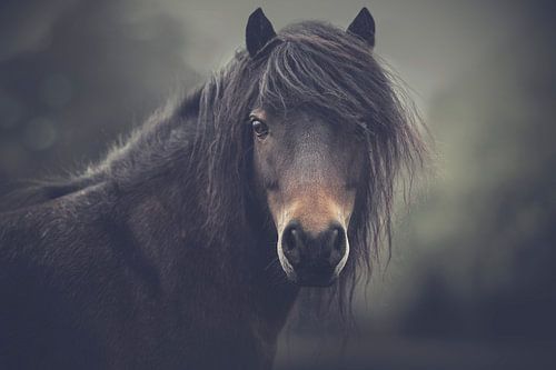 handsome pony by sarah zentjens
