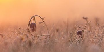 Lapwing flowers in the morning light by Evert Jan Kip
