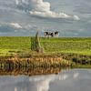 Des vaches près d'une clôture sur la digue à Gaasterland, en Frise sur Harrie Muis