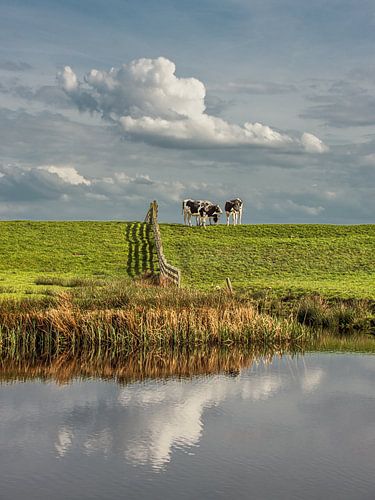 Des vaches près d'une clôture sur la digue à Gaasterland, en Frise
