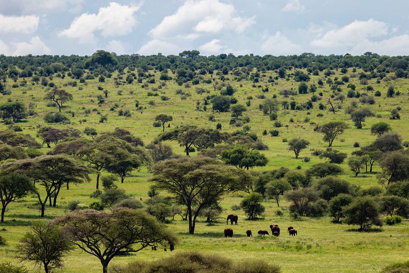 Des éléphants marchent dans la savane en Tanzanie par OCEANVOLTA
